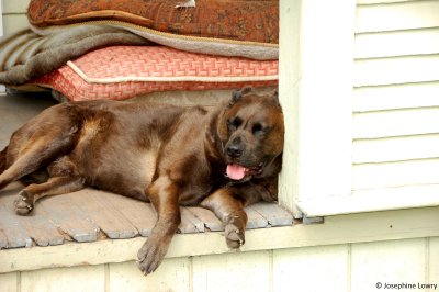 porch & pooch (Georgetown)