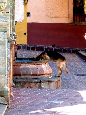 roof dog on the street & drinking