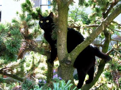 iris, climbing pine tree