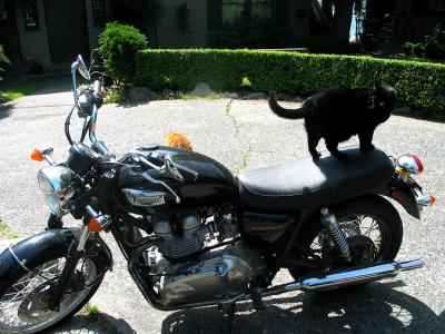 iris and my motorcycle