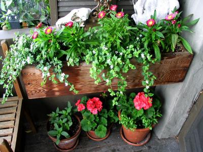 bones and window boxes