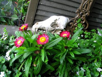 misc skull & straw flowers