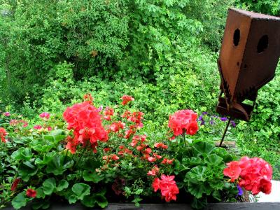 salmon geraniums, devil - 2 (may 2006)