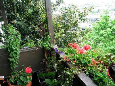 trumpet vines & geraniums (may 2006)