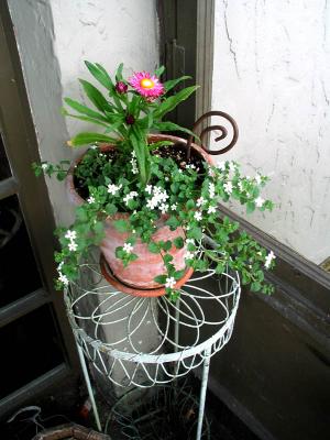 straw flower (may 2006)