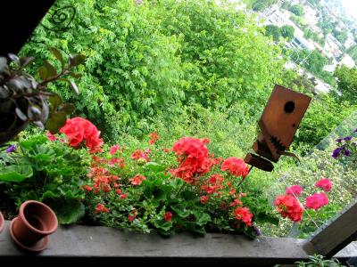 salmon geraniums, devil - 3 (may 2006)