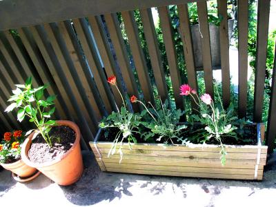 banana pepper, flowers - kitchen stairs (may 2006)