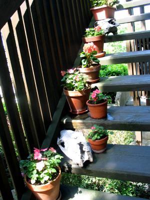 impatiens and howard's heads