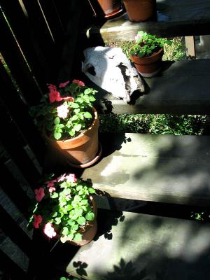 impatiens and howard's head - close-up