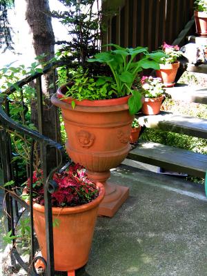 architectural planting