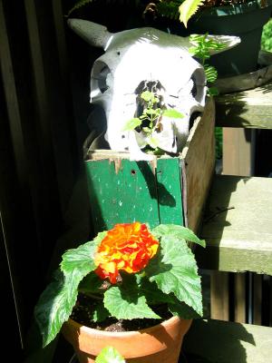 non-stop begonias & horned skull