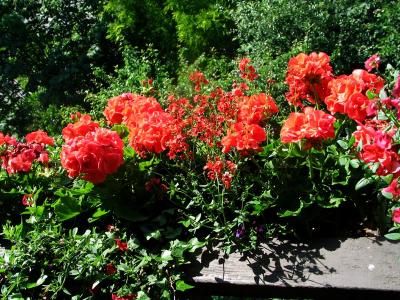 salmon geraniums (june 2006)