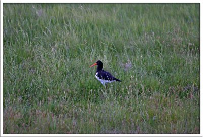 Oystercatcher (Haematopus ostralegus)