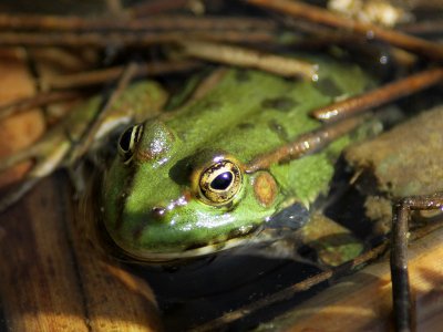 Close-up of a shy frog in a pond in the protected area for wildlife