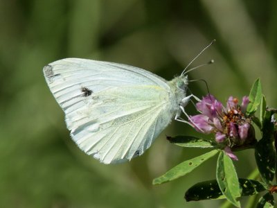 White butterfly on wild flower