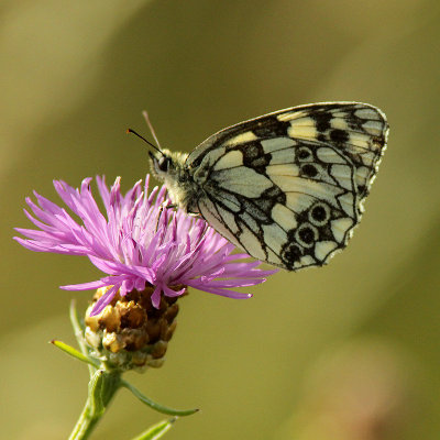 Butterfly with nice pattern on a wild flower