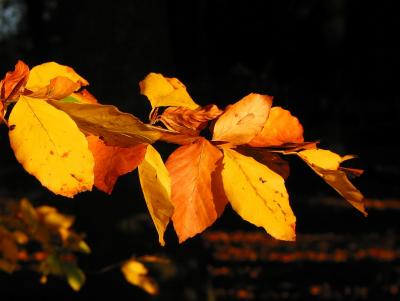 Golden leaves before falling off the branch