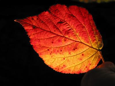 Red and gold - a backberry leaf