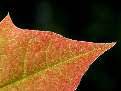 Detail of Tender Color