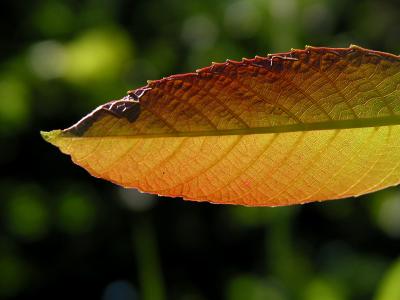 Walnut leaf