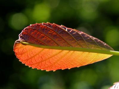 Young leaf of walnut tree