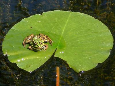 Frog on personal island