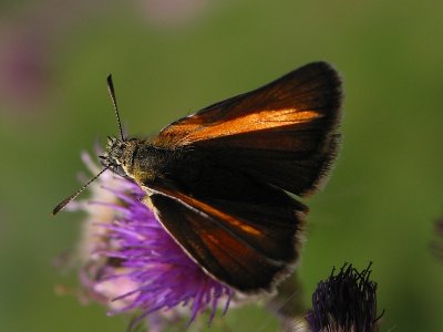 On a Thistle