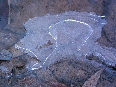 Ice on forest ground
