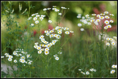 Minolta MC Rokkor 58mm f1.2 vs Canon FD 55mm f1.2 SSC