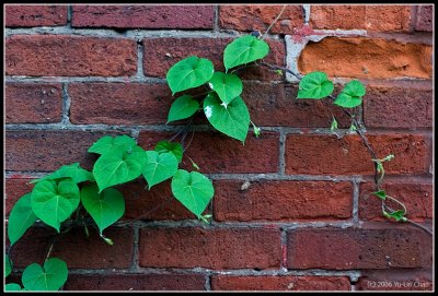 Plant on Wall