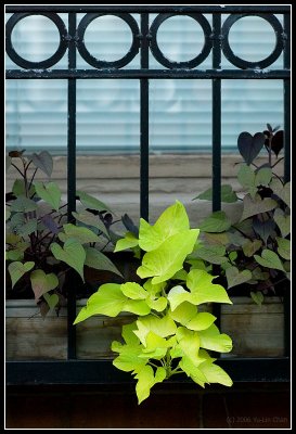 Plant on Window