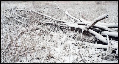 down trees in snow