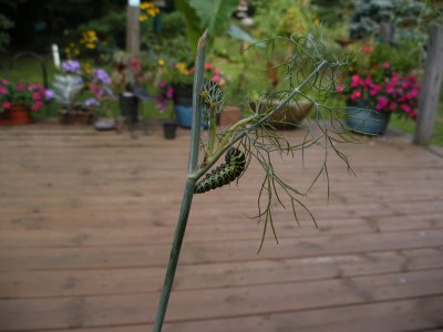 Black Swallowtail caterpillars -> chrysali