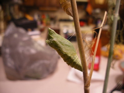 DSCF1485  3.5 hours later, 'Little' had become a chrysalis
