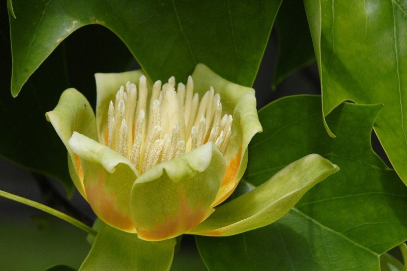 Tulip Tree Blossom - Eric Walker<br>North Shore Photographic Challenge 2011<br>Open: 19 points
