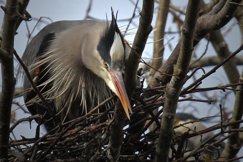 Building the Nest - Racine ErlandNorth Shore Photographic Challenge 2011Open: 19 points