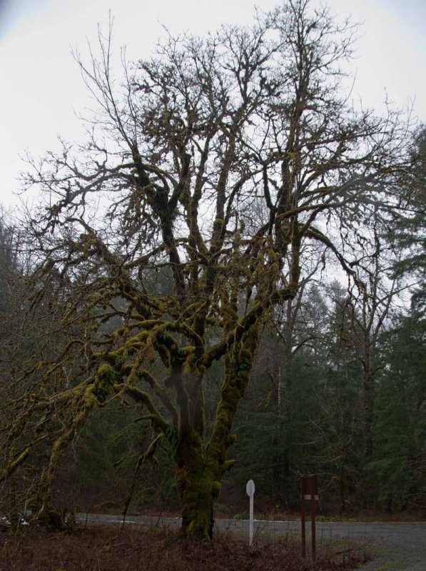 Moss covered maple