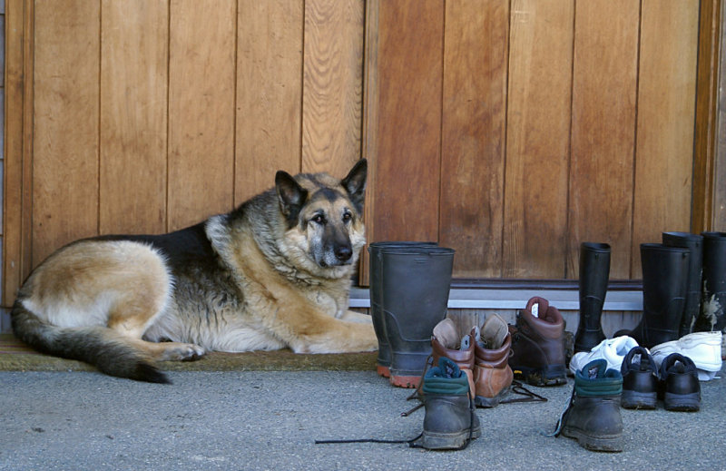 Guard Dog - P. M. RankinCAPA 2011 Theme CompetitionFootwear: 18 points