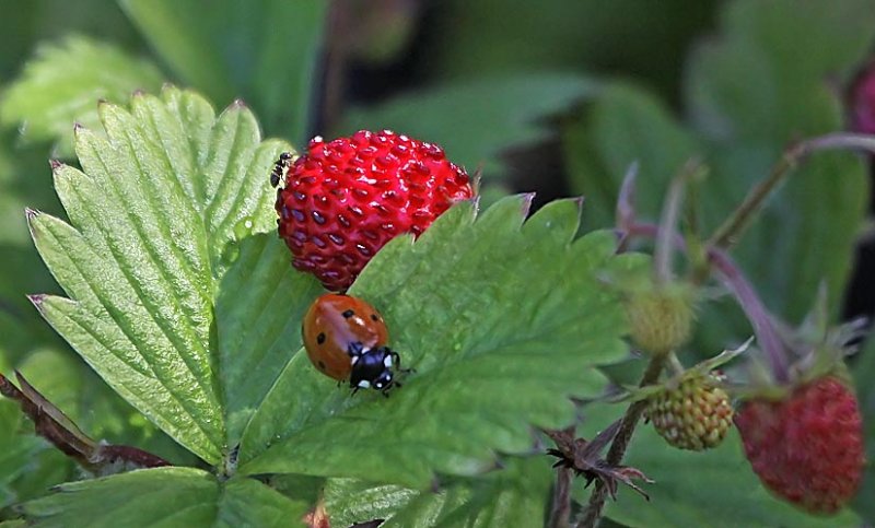 A Berry, a Bug, and an Ant
