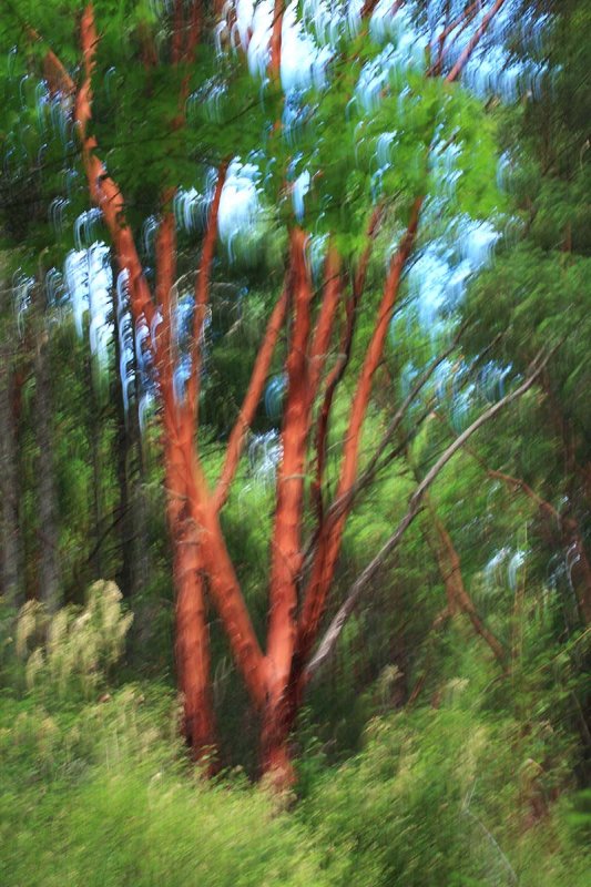 Arbutus Tree  Dreamscape.jpg