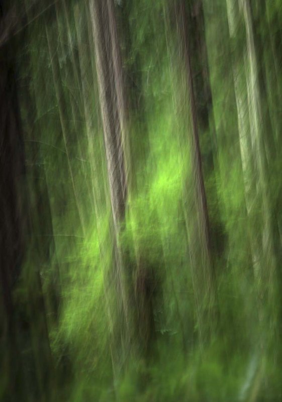 Ethereal Forest.jpg