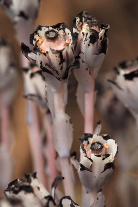 Indian Pipe Ghost Plant.jpg
