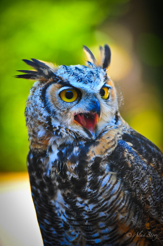 Screech Owl.jpg