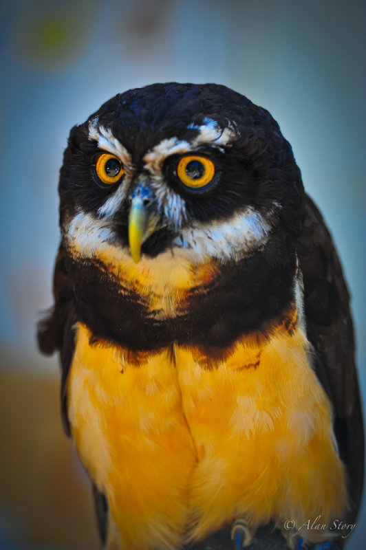 Spectacled Owl.jpg