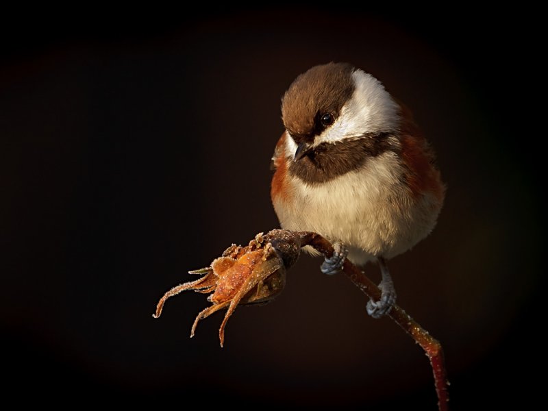 Chestnutbacked Chickadee - Sandy StewartCAPA Fall 2011Nature - 21 points tied