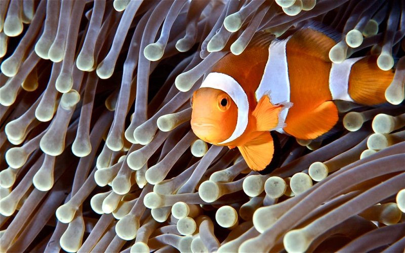 False Anemonefish - Wendy CareyCAPA Fall 2011Nature - 22 points tied