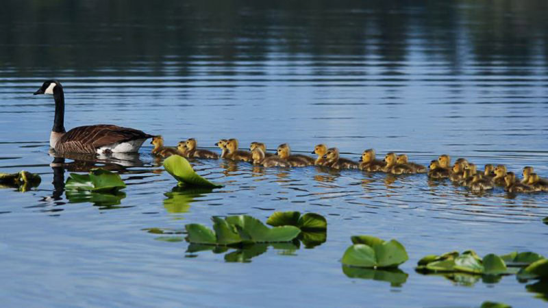 Baby Trail - Arthur PerryCAPA Fall 2011Nature