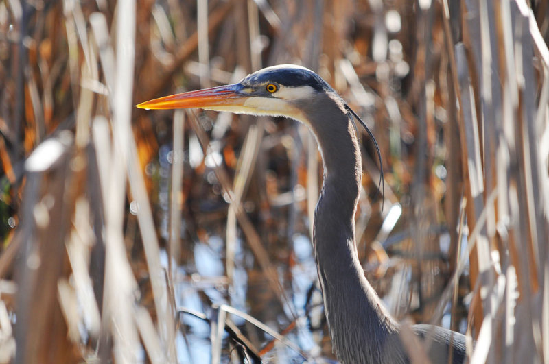 Blue Heron Hunting - Gail RobertsonCAPA Fall 2011Nature