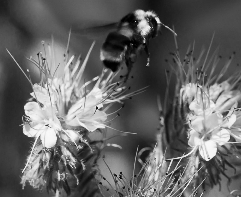 Bumble Bee Foraging - John DuftonCAPA Fall 2011Nature
