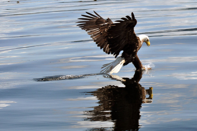 Eagle & Reflection - Jan HeerwagenCAPA Fall 2011Nature